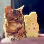 daisy_cat_collects