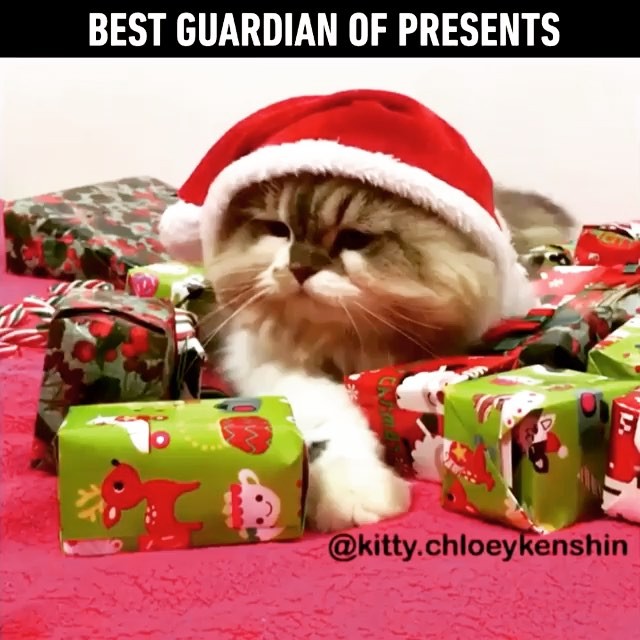 Julens Sjoveste Kattegaver 😹🎄