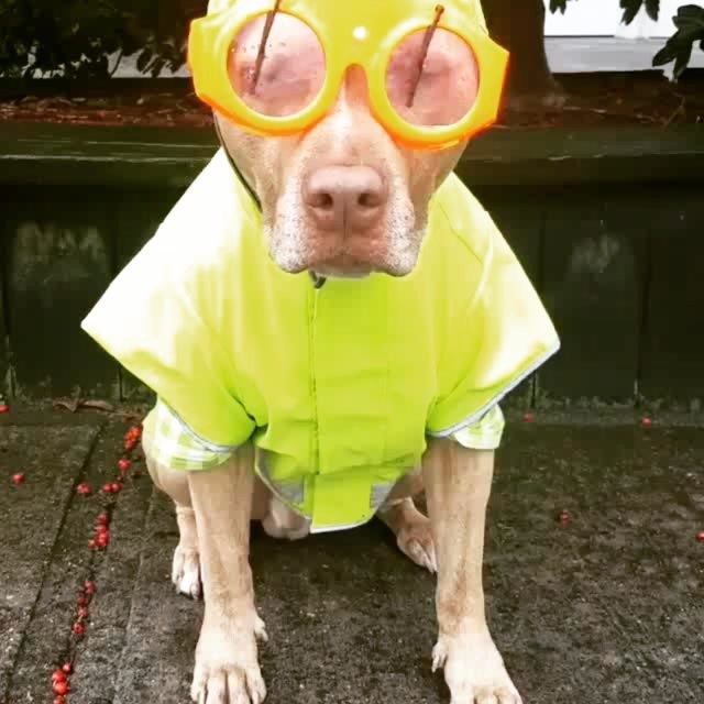 Regn-briller til hunde: Sød og sjov! 🐶👓