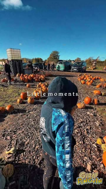 Finde årets perfekteste Halloween græskar 🎃🧡
